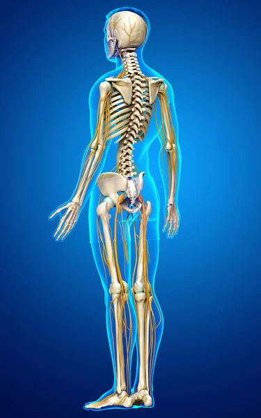 Тривимірна Медично Точна Ілюстрація Нервової Системи Скелетної Системи — стокове фото