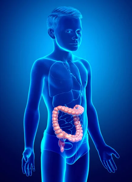 3Dレンダリング 少年の大腸解剖学の医学的に正確なイラスト — ストック写真