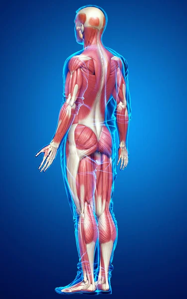 Тривимірна Медично Точна Ілюстрація Чоловічої Язової Системи — стокове фото