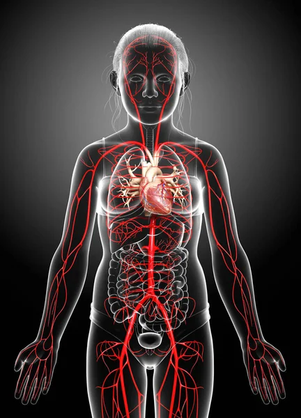 Renderizado Ilustración Médicamente Precisa Las Arterias Muchacha Joven — Foto de Stock