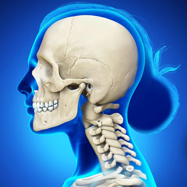 Rendered Medically Accurate Illustration Female Scull Neck Anatomy — Stock Photo, Image