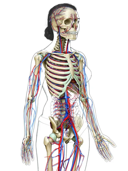 Medisch Nauwkeurige Illustratie Van Vrouwelijke Bloedsomloop Skelet Systeem — Stockfoto