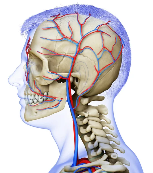 Renderizado Ilustración Médicamente Precisa Cabeza Masculina Sistema Circulatorio Esqueleto — Foto de Stock