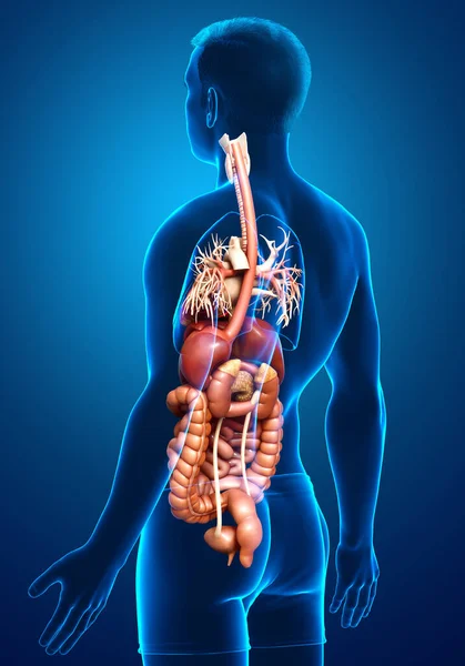 Reso Illustrazione Clinicamente Accurata Maschio Digestive Syste — Foto Stock