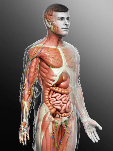 3D使男性解剖学的医学准确性 — 图库照片