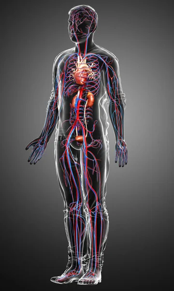 Renderizado Ilustração Medicamente Precisa Dos Rins Sistema Circulatório — Fotografia de Stock