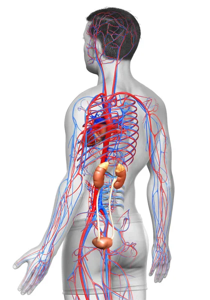 Renderizado Ilustração Medicamente Precisa Dos Rins Sistema Circulatório — Fotografia de Stock