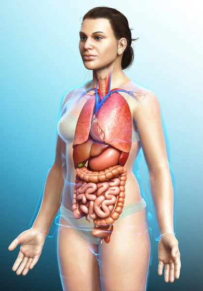 Gjorde Medicinskt Korrekt Illustration Kvinnliga Inre Organ — Stockfoto