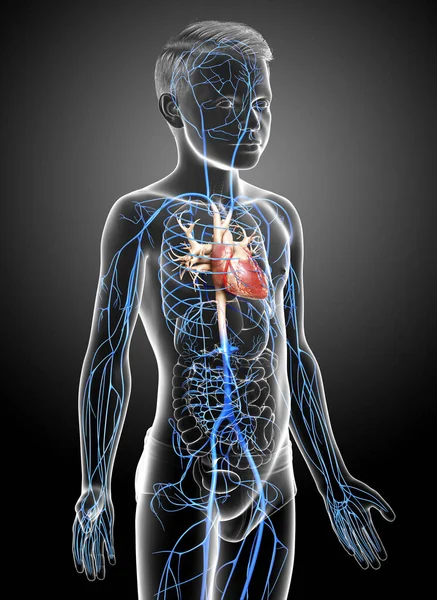 Gjorde Medicinskt Korrekt Illustration Pojke Vener Anatomi — Stockfoto