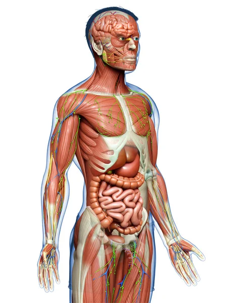 Darstellung Der Männlichen Anatomie Medizinisch Korrekt — Stockfoto