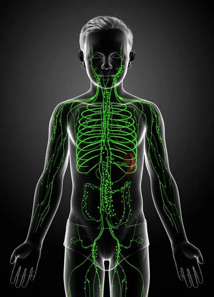 3Dは 若い男の子リンパ系の医学的に正確なイラストをレンダリング — ストック写真