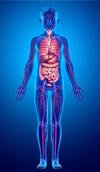 Reso Illustrazione Clinicamente Accurata Del Ragazzo Organi Interni Sistema Circolatorio — Foto Stock