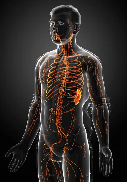 Gerenderte Medizinisch Korrekte Darstellung Eines Männlichen Lymphsystems — Stockfoto