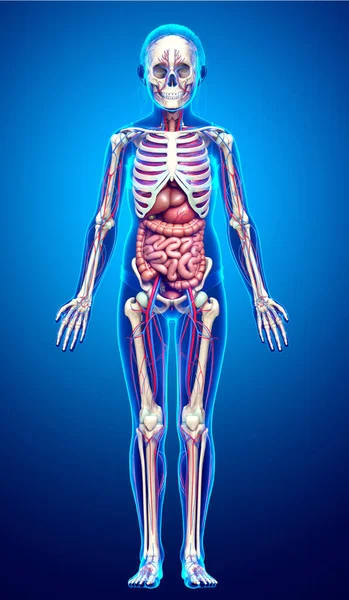 3D对女童内脏 骨骼和循环系统进行了准确的医学描述 — 图库照片