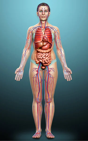 Representa Ilustración Médicamente Precisa Del Sistema Circulatorio Femenino Los Órganos — Foto de Stock