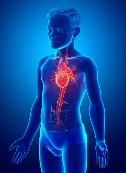 Rendered Medically Accurate Illustration Highlighted Orange Young Boy Heart Anatomy — Stock Photo, Image