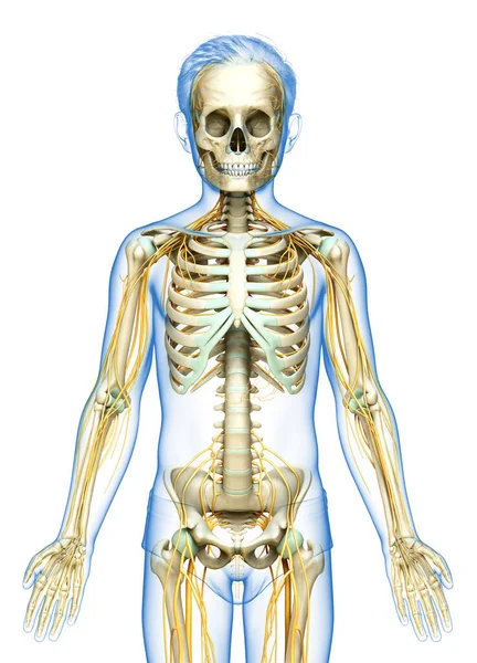Gerenderte Medizinisch Korrekte Darstellung Des Nervensystems Und Des Skelettsystems Eines — Stockfoto