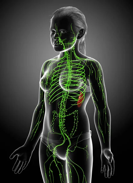 Rendered Medically Accurate Illustration Young Girl Lymphatic System — Stock Photo, Image