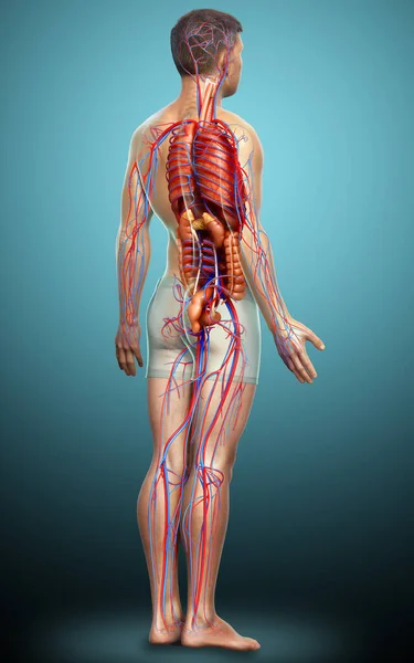 Reso Illustrazione Clinicamente Accurata Degli Organi Interni Maschili Del Sistema — Foto Stock