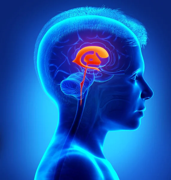 Renderização Ilustração Médica Menino Anatomia Dos Ventrículos Cerebrais — Fotografia de Stock
