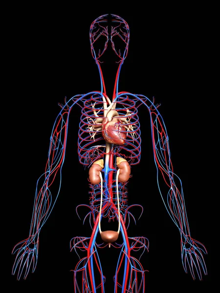 Візуалізація Медично Точна Ілюстрація Нирок Кровоносної Системи — стокове фото