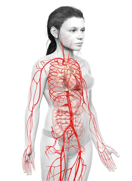 Gerenderte Medizinisch Korrekte Darstellung Der Arterien Junger Mädchen — Stockfoto