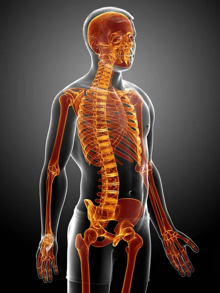 Renderizado Ilustración Médicamente Precisa Sistema Esqueleto Femenino Iluminado — Foto de Stock