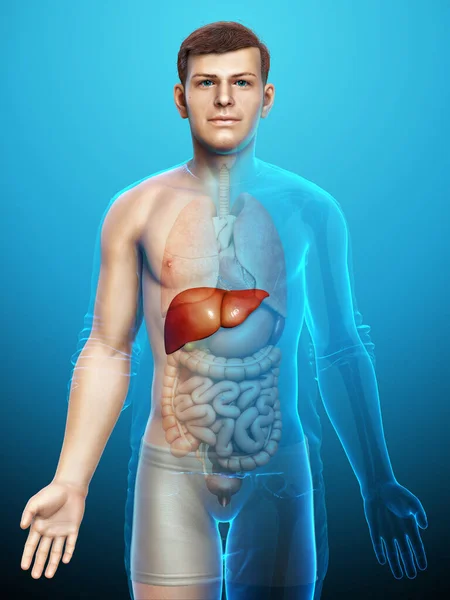 Renderizado Ilustración Médicamente Precisa Anatomía Hepática Masculina —  Fotos de Stock