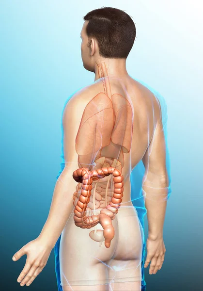 렌더링됨 의학적으로 큰창자 해부학의 — 스톡 사진