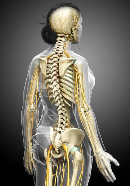 Medisch Nauwkeurige Illustratie Van Een Vrouwelijk Zenuwstelsel Skeletsysteem — Stockfoto