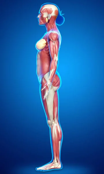 3D对女性肌肉系统进行了精确的医学描述 — 图库照片