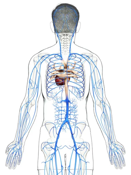 3D对男性静脉解剖进行了精确的医学描述 — 图库照片