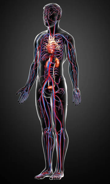 Utförd Medicinskt Korrekt Illustration Njurarna Och Cirkulationssystemet — Stockfoto