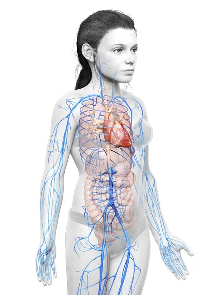 Gjorde Medicinskt Korrekt Illustration Unga Flicka Vener Anatomi — Stockfoto