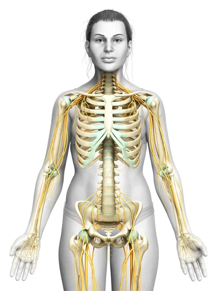 Rendu Illustration Médicalement Précise Système Nerveux Squelettique Féminin — Photo