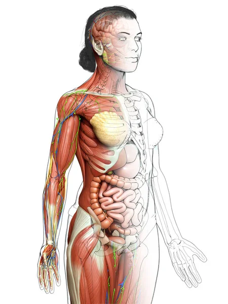 3Dは女性の解剖学の医学的に正確なレンダリング — ストック写真
