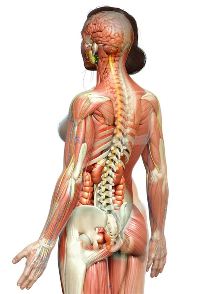 3Dは女性の解剖学の医学的に正確なレンダリング — ストック写真