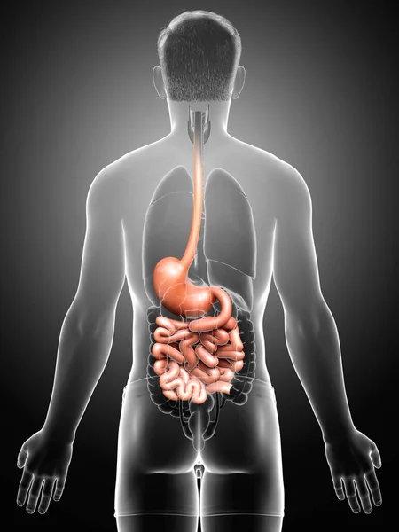 3Dレンダリング 男性の胃や小腸の医学的に正確なイラスト — ストック写真