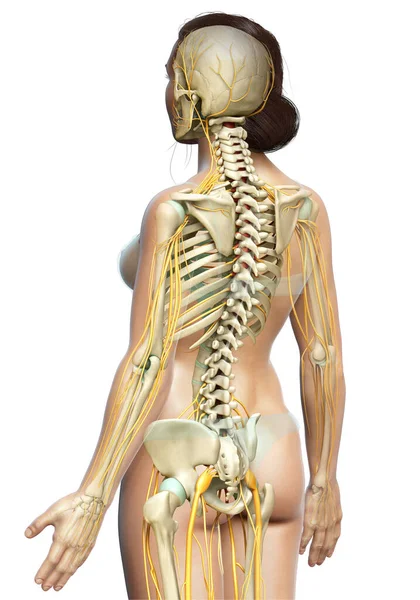 3Dは女性の神経系の医学的に正確なイラストをレンダリングしました — ストック写真