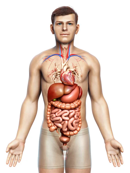 Renderizado Ilustração Medicamente Precisa Sistema Digestivo Masculino Coração — Fotografia de Stock