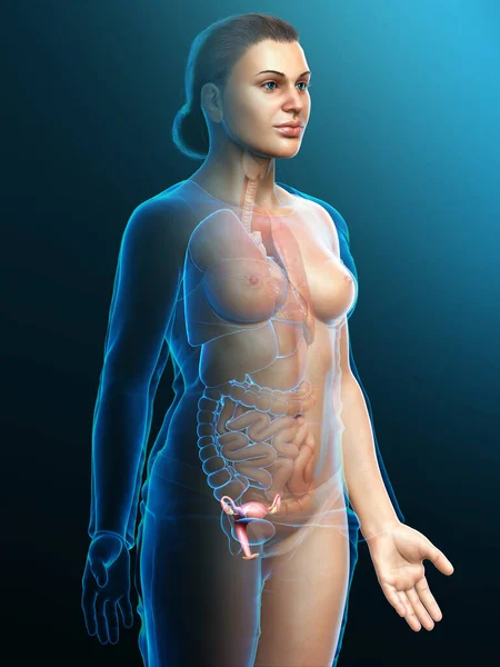 Gjorde Medicinskt Korrekt Illustration Kvinnlig Livmoder Anatomi — Stockfoto