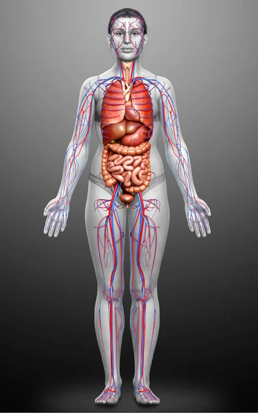 Gerenderte Medizinisch Korrekte Darstellung Weiblicher Organe Und Des Kreislaufsystems — Stockfoto