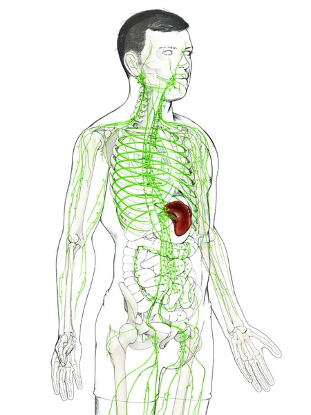 Rendered Medically Accurate Illustration Male Lymphatic System — Stock Photo, Image