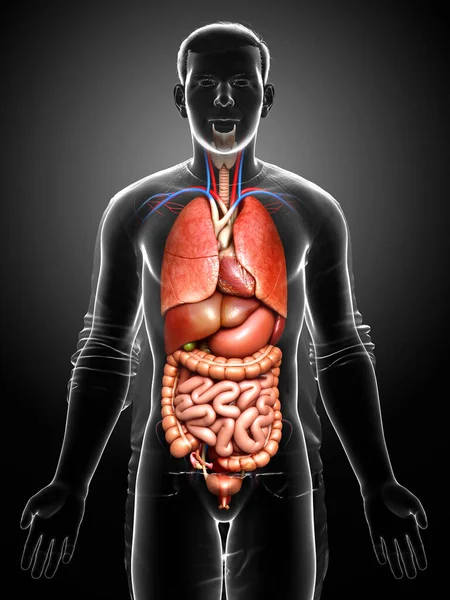 Rendered Medically Accurate Illustration Male Internal Organs — Stock Photo, Image