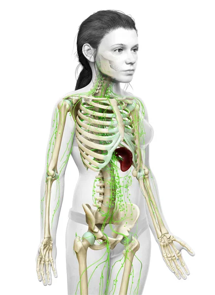 Gerenderte Medizinisch Korrekte Illustration Eines Jungen Mädchens Lymphsystem — Stockfoto