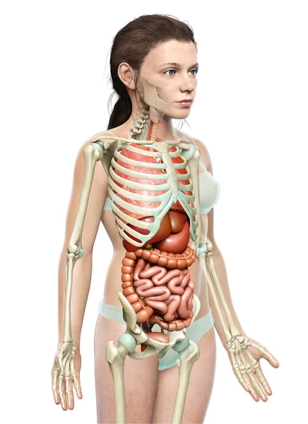 3D对女童内脏器官和骨骼系统进行了准确的医学描述 — 图库照片