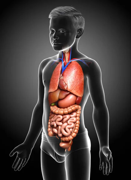 Rendered Medically Accurate Illustration Young Boy Internal Organs — Stock Photo, Image