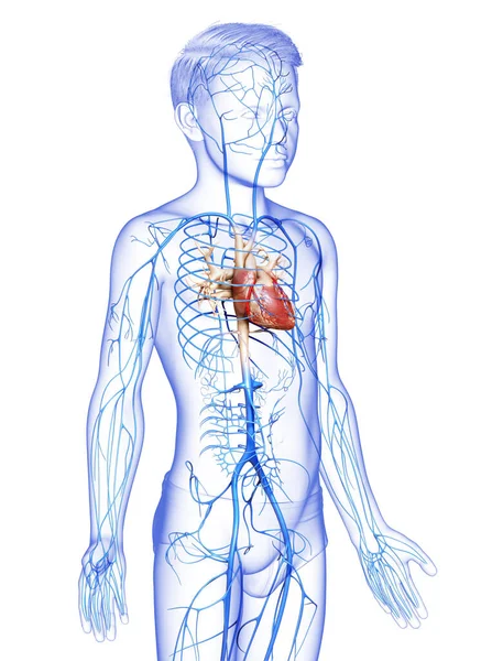 Оказана Медицинская Точная Иллюстрация Анатомии Вен Мальчика — стоковое фото