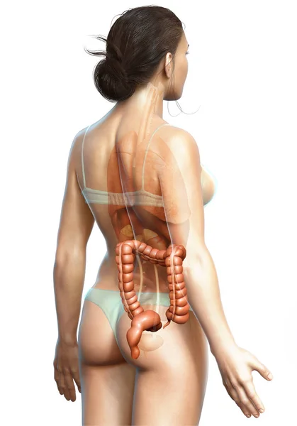 Weergegeven Medisch Nauwkeurige Illustratie Van Vrouwelijke Dikke Darm Anatomie — Stockfoto