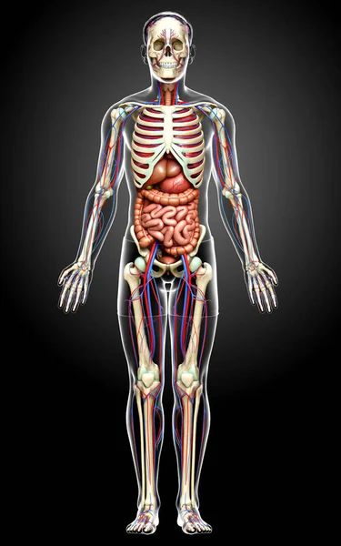 Renderizado Ilustración Médicamente Precisa Los Órganos Internos Masculinos Esqueleto Sistema — Foto de Stock